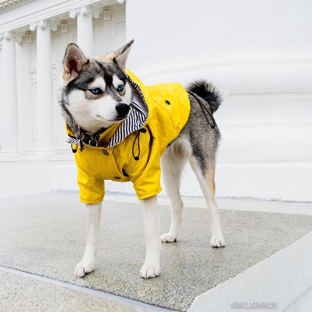 best waterproof dog raincoats, designed to keep your furry friend dry and comfortable during rainy walks