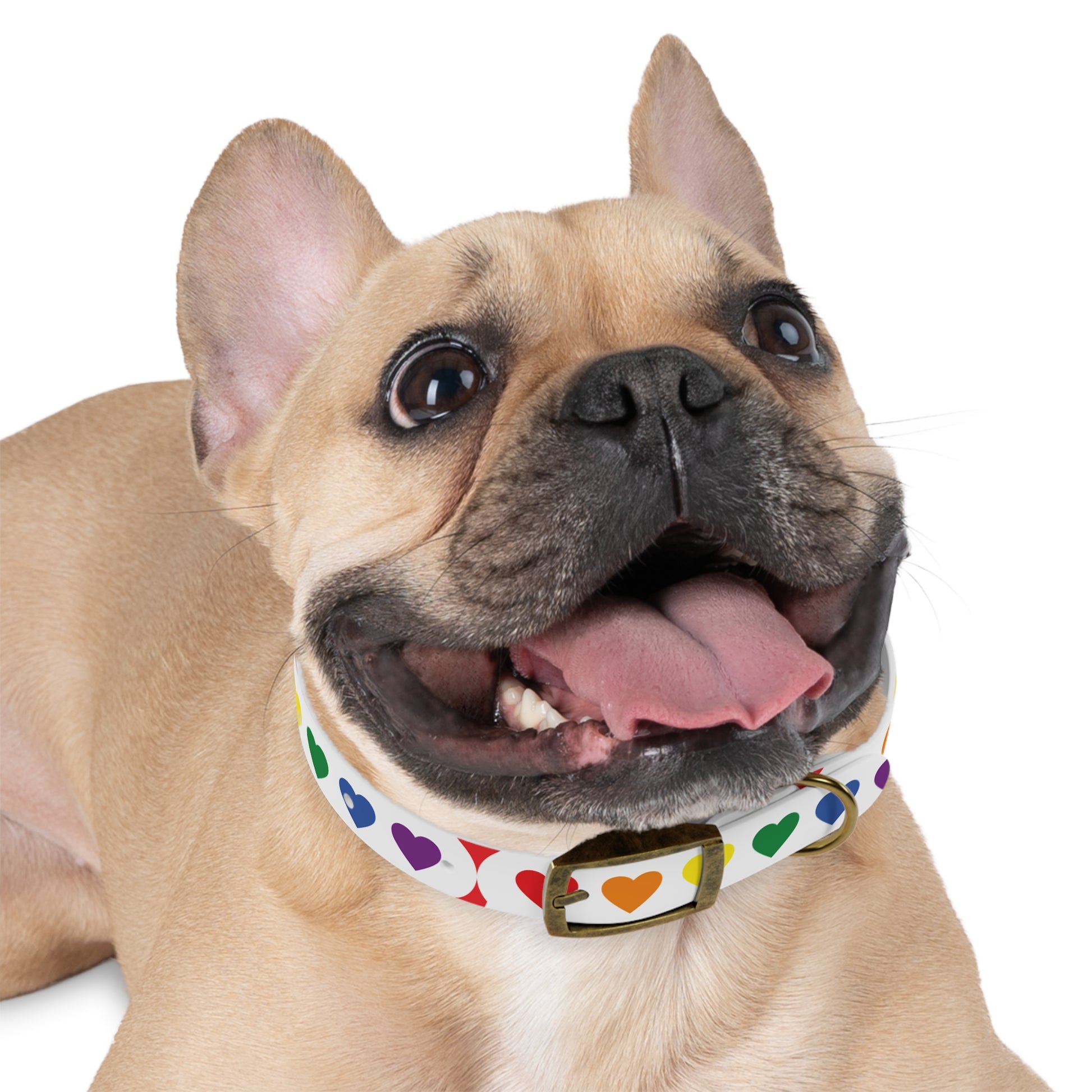 Dog Collar - Pets Home