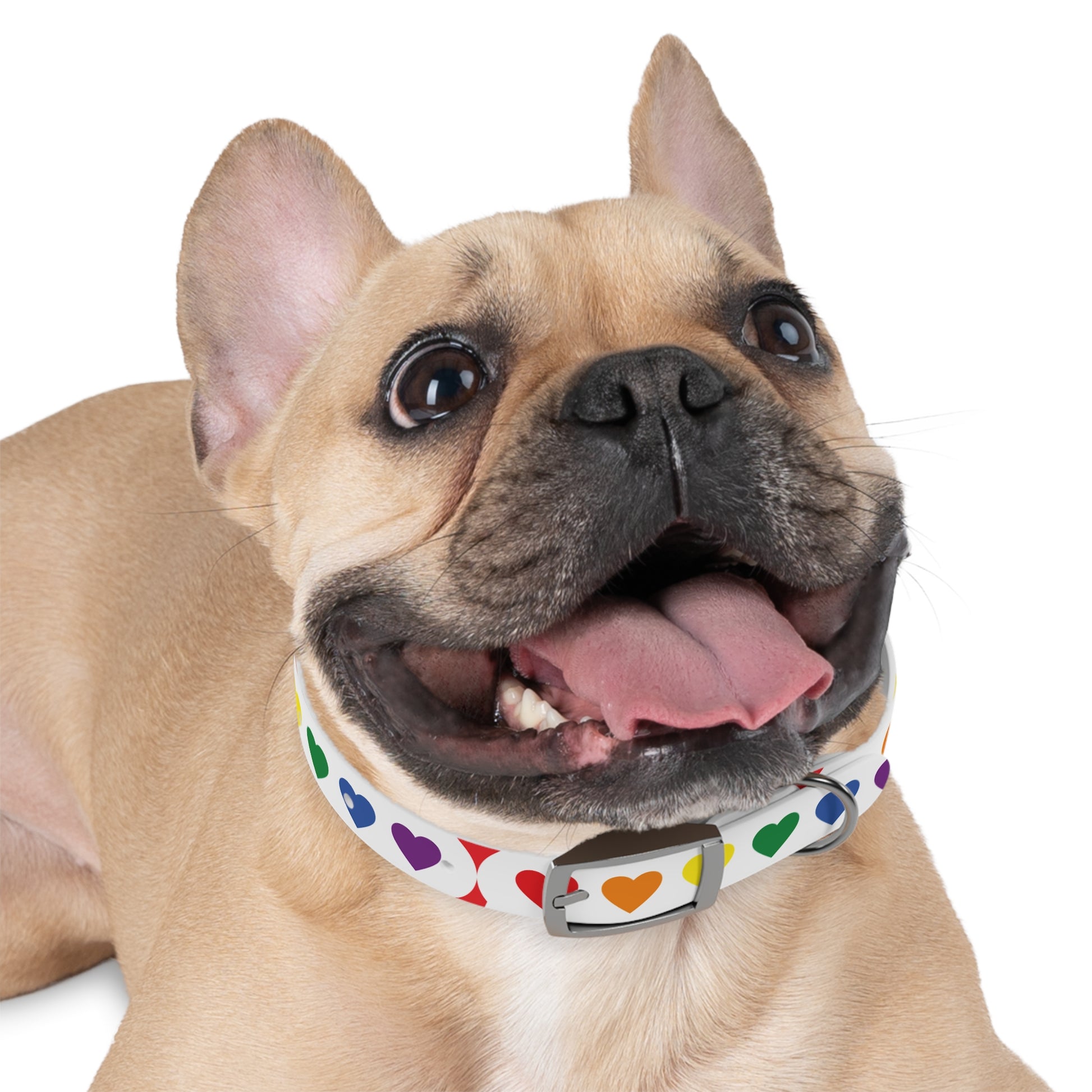 Dog Collar - Pets Home